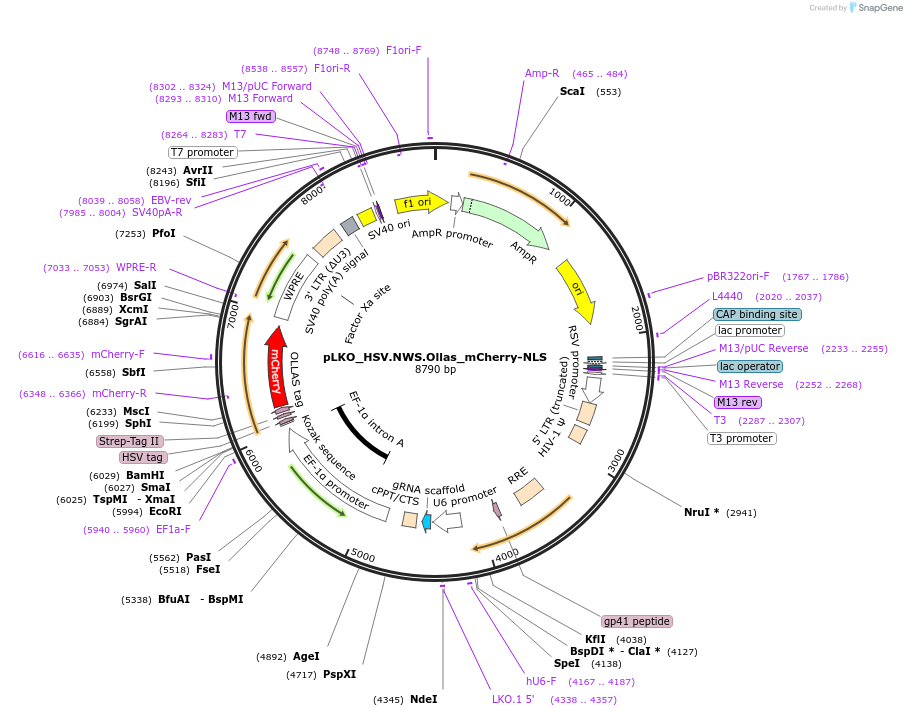 178272-plasmid-map-sequence-id-353132