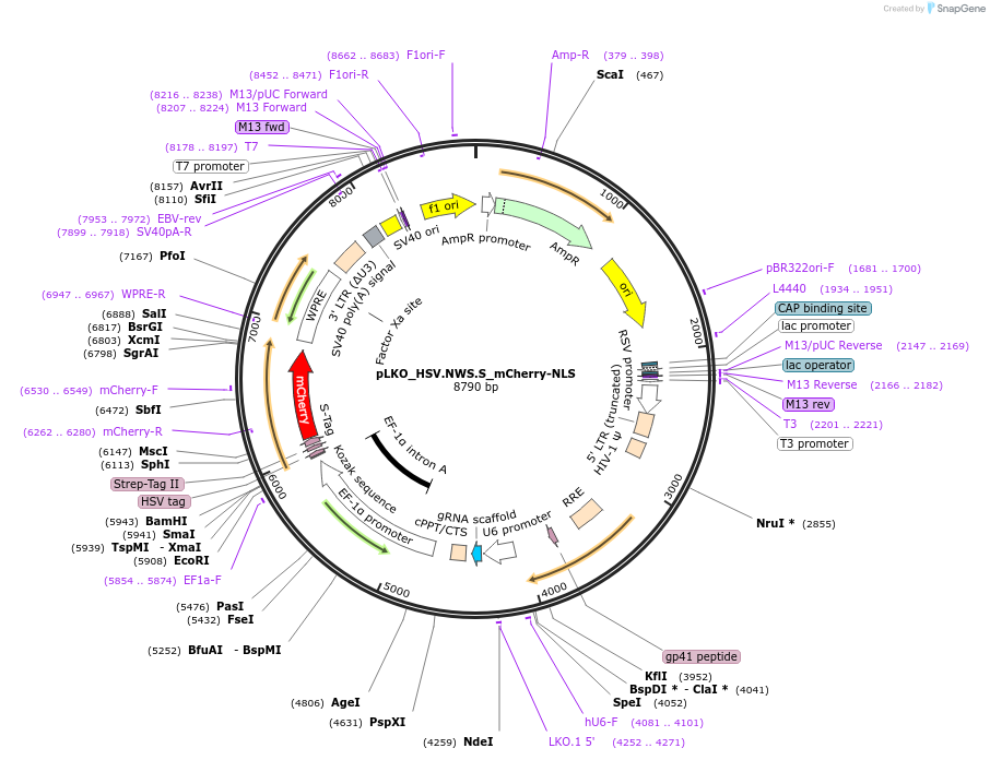178273-plasmid-map-sequence-id-353133