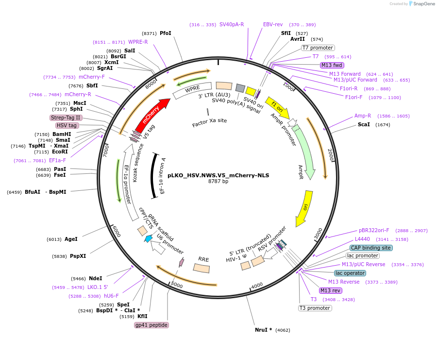 178275-plasmid-map-sequence-id-353135