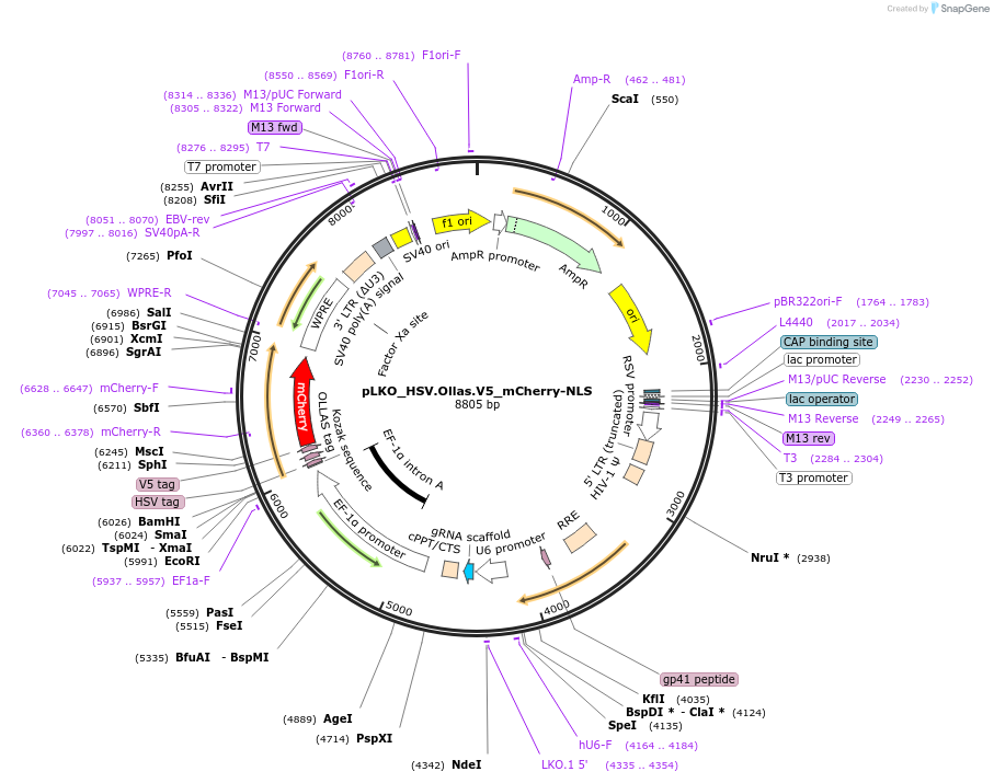 178277-plasmid-map-sequence-id-353139