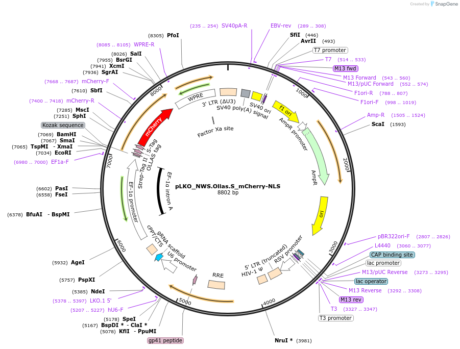 178279-plasmid-map-sequence-id-353143