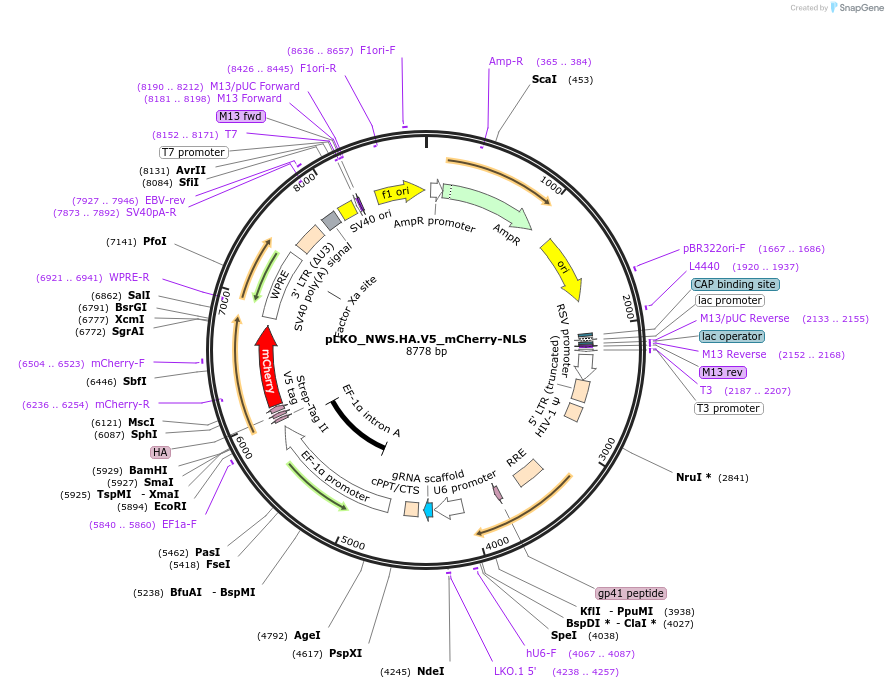 178283-plasmid-map-sequence-id-353149