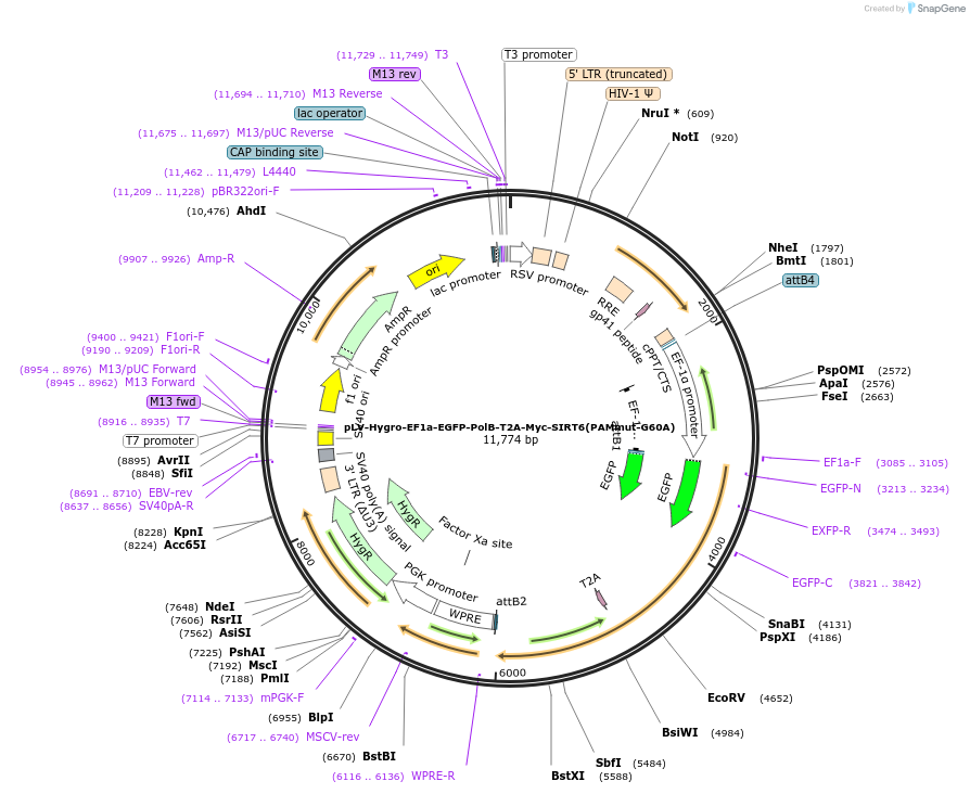 176144-plasmid-map-sequence-id-353152