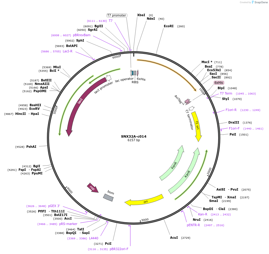 175486-plasmid-map-sequence-id-353158