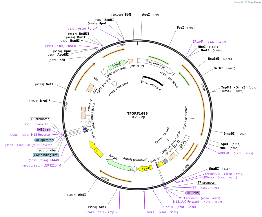 144371-plasmid-map-sequence-id-353160