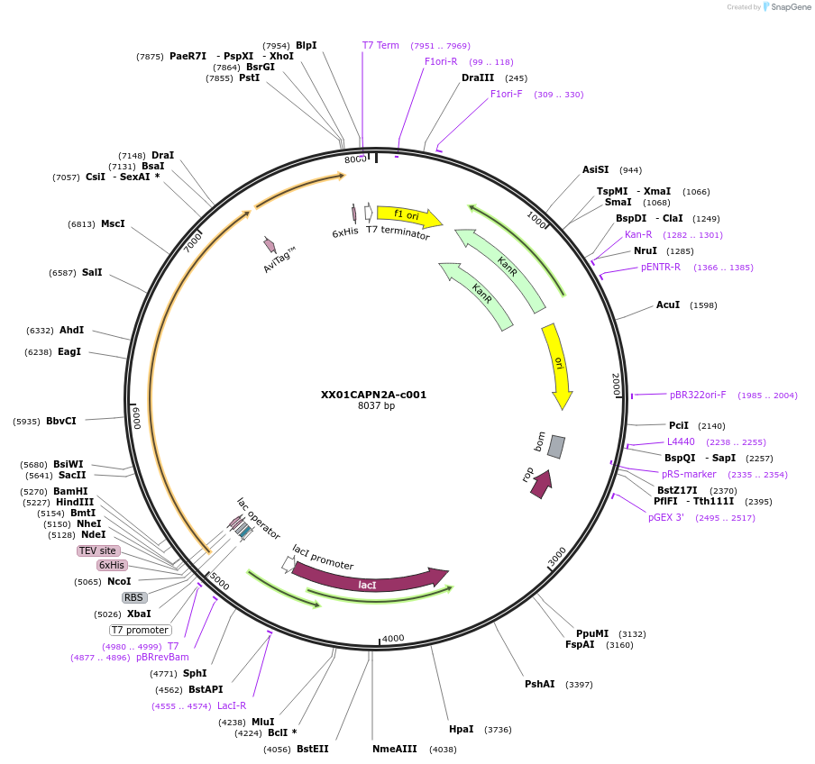 175492-plasmid-map-sequence-id-353163