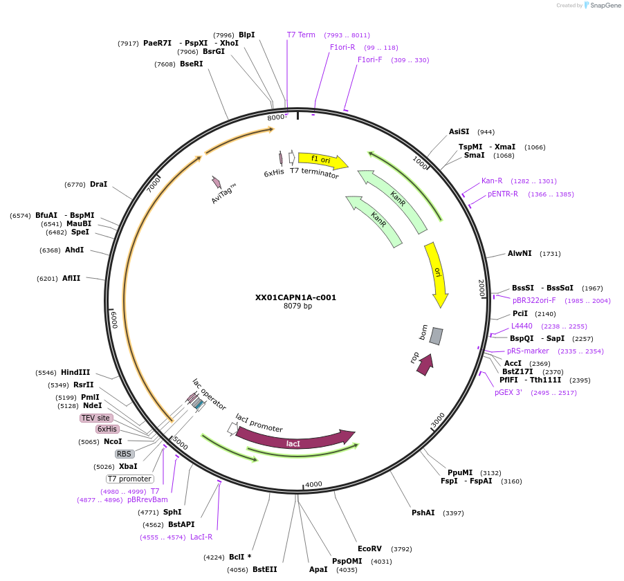175491-plasmid-map-sequence-id-353165