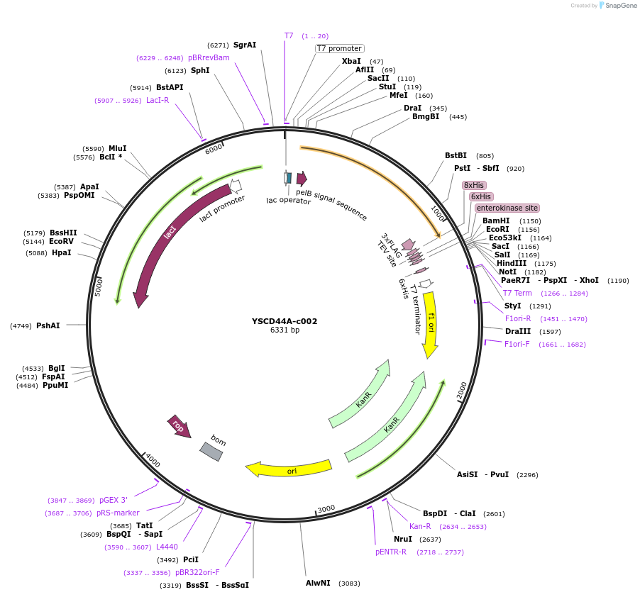 175493-plasmid-map-sequence-id-353166