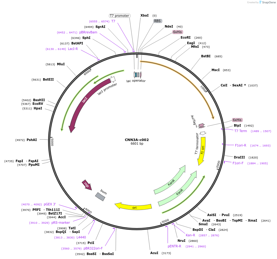 175456-plasmid-map-sequence-id-353174