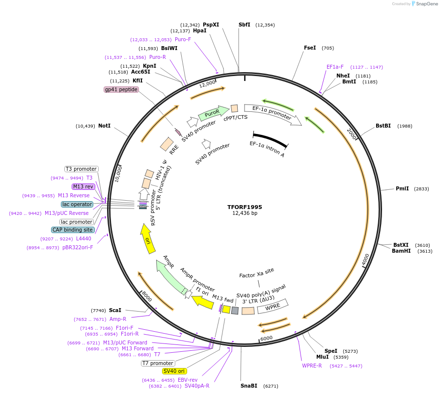 144376-plasmid-map-sequence-id-353178
