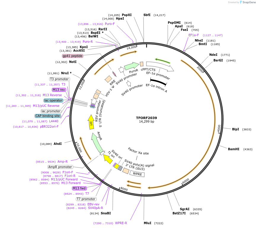 144379-plasmid-map-sequence-id-353188