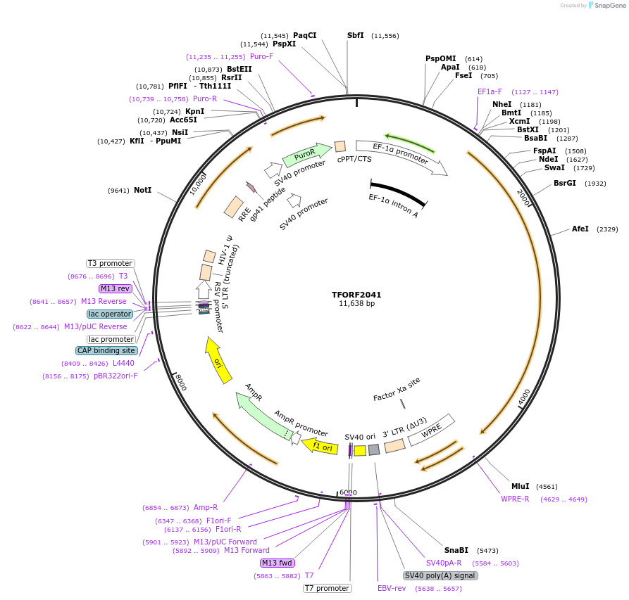 144380-plasmid-map-sequence-id-353189