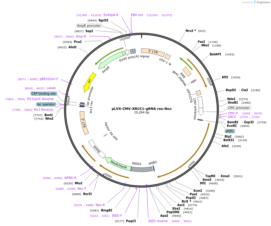 176149-plasmid-map-sequence-id-353190