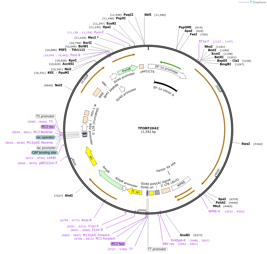 144381-plasmid-map-sequence-id-353191