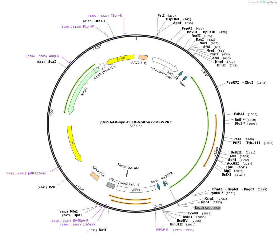 172907-plasmid-map-sequence-id-353194