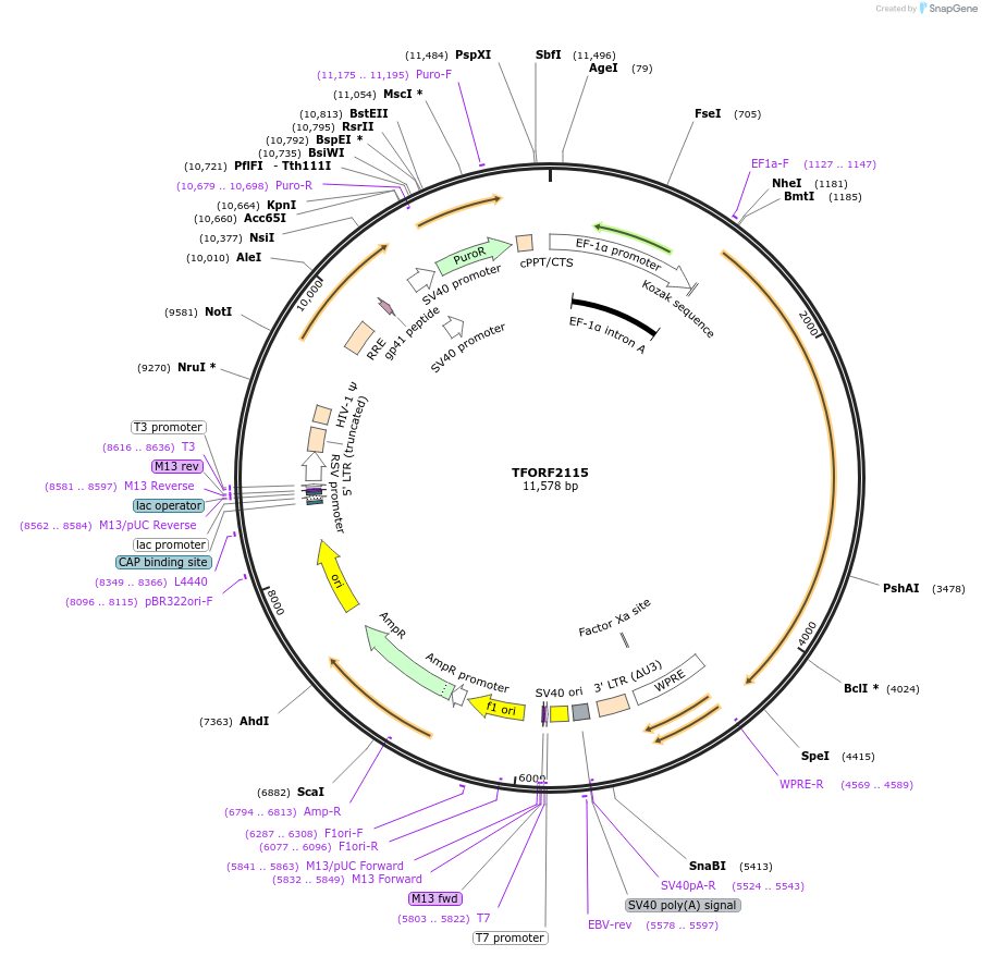 144384-plasmid-map-sequence-id-353195