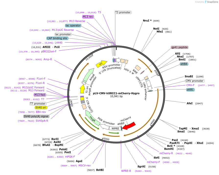 176532-plasmid-map-sequence-id-353213