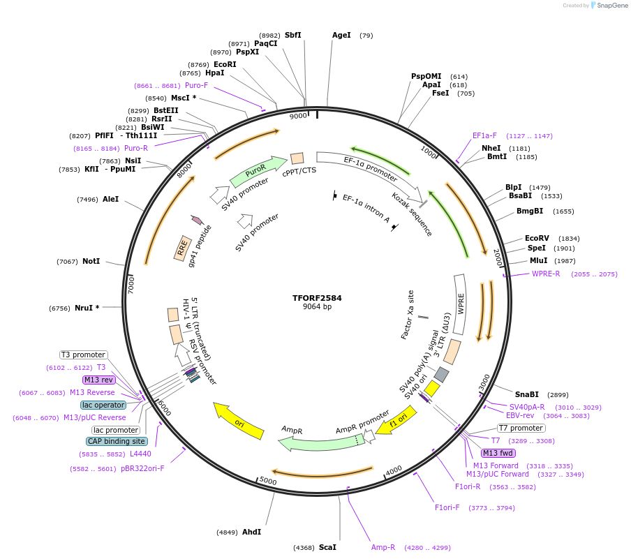 144392-plasmid-map-sequence-id-353215