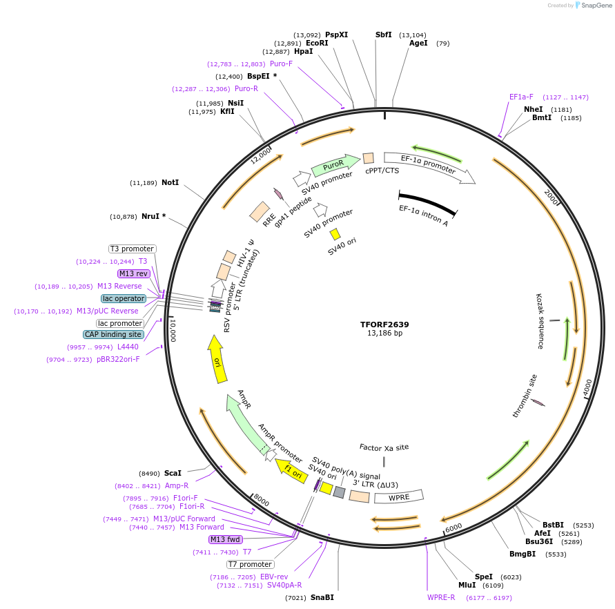 144393-plasmid-map-sequence-id-353217