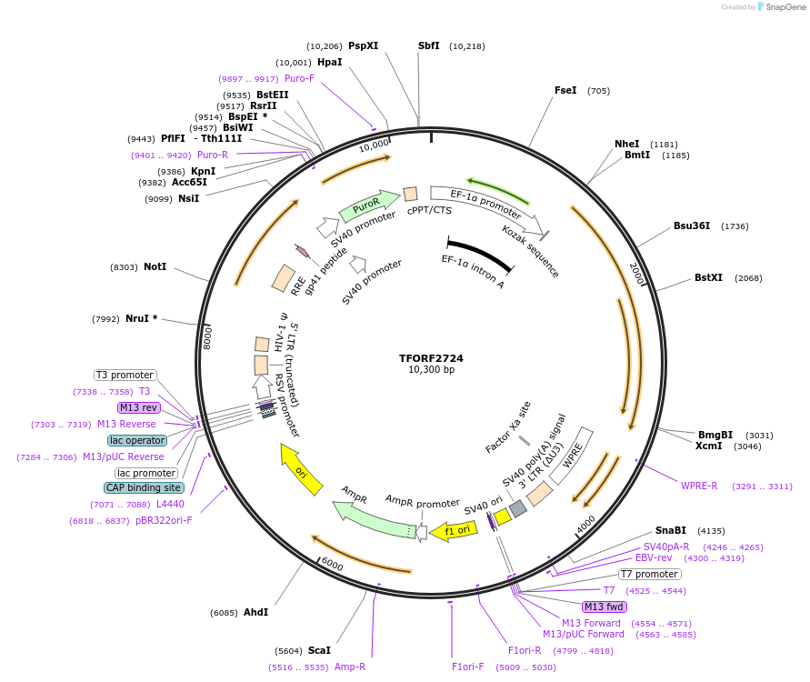 144396-plasmid-map-sequence-id-353224