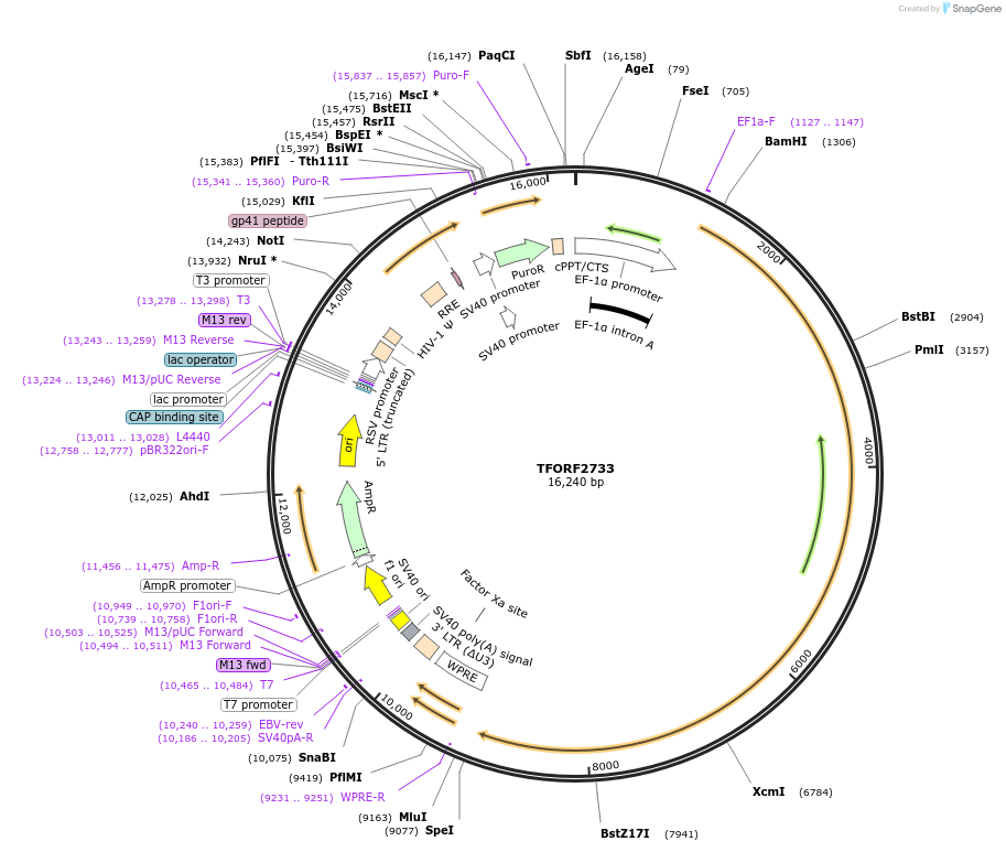 144397-plasmid-map-sequence-id-353225
