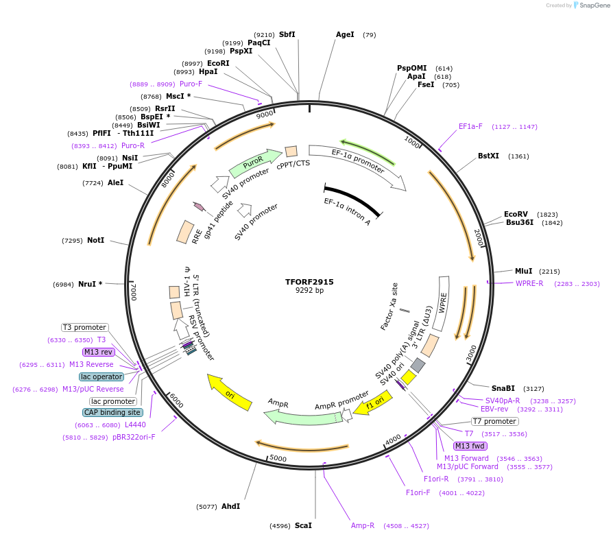 144399-plasmid-map-sequence-id-353228