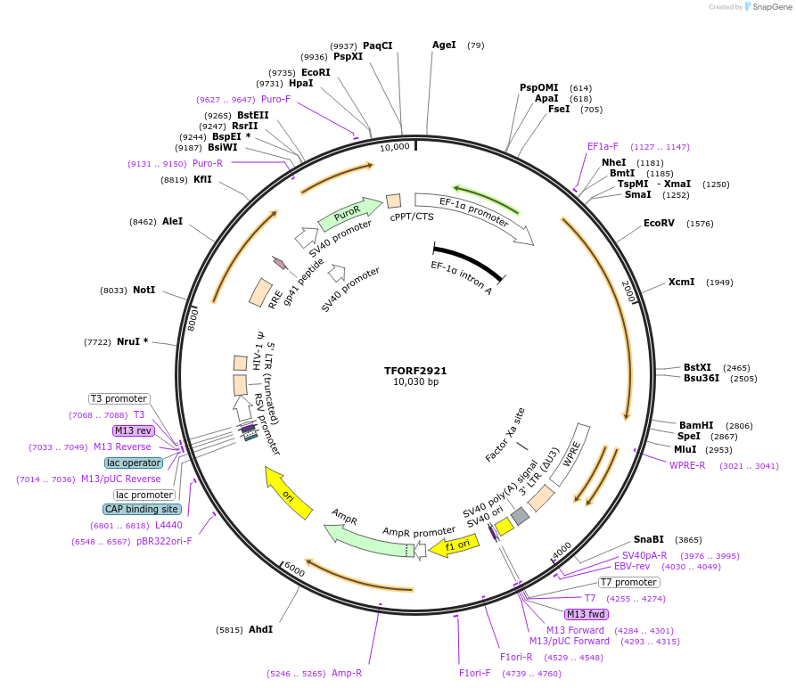 144400-plasmid-map-sequence-id-353229