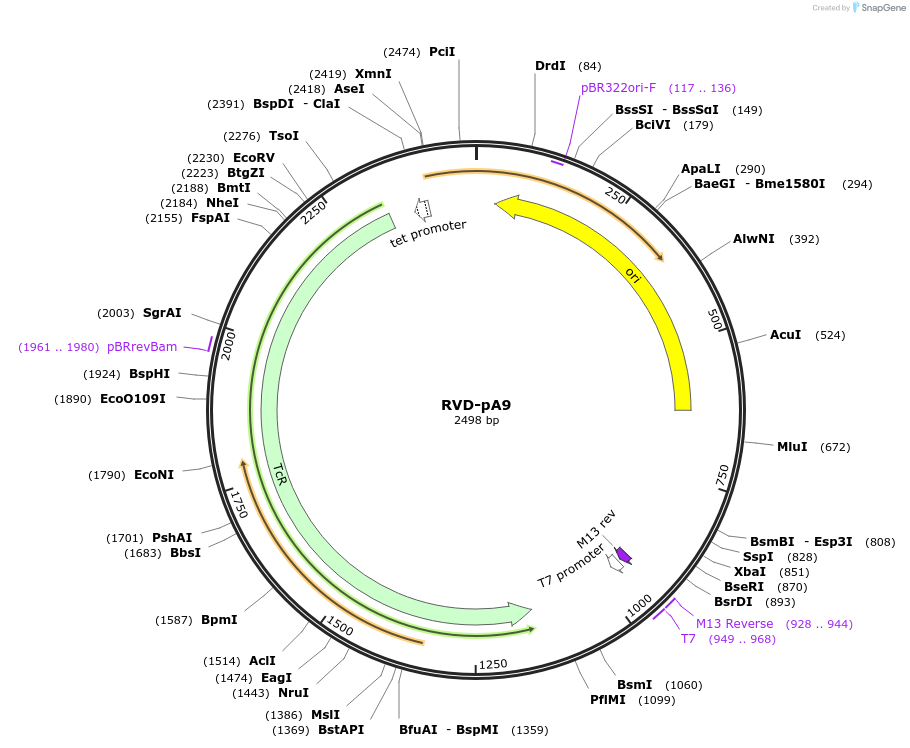 173258-plasmid-map-sequence-id-353231