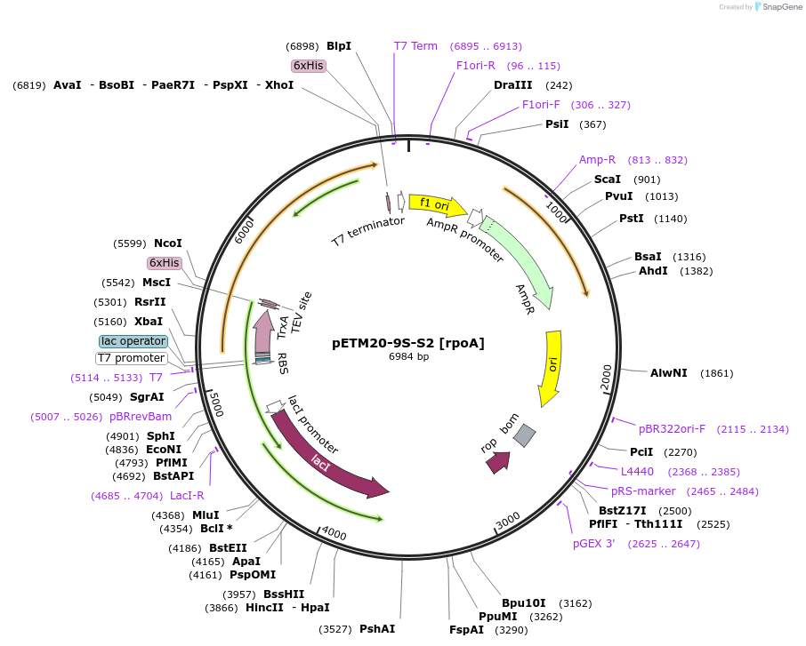 176217-plasmid-map-sequence-id-353265