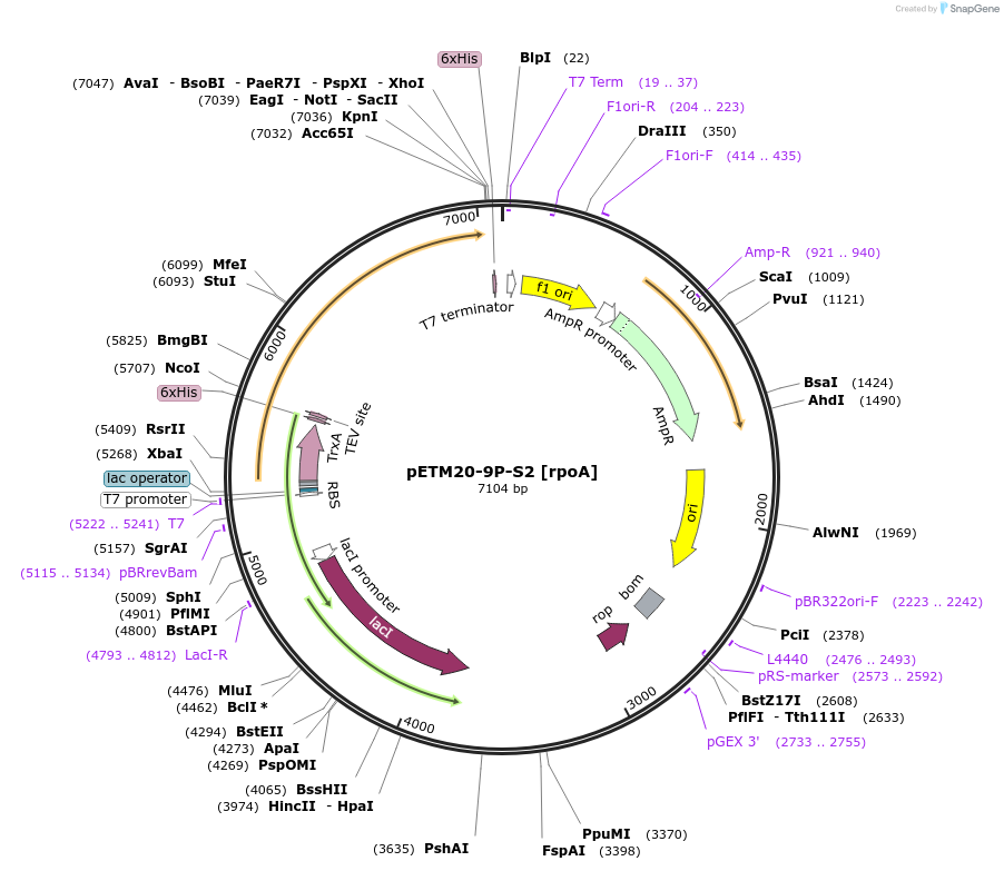 176218-plasmid-map-sequence-id-353266