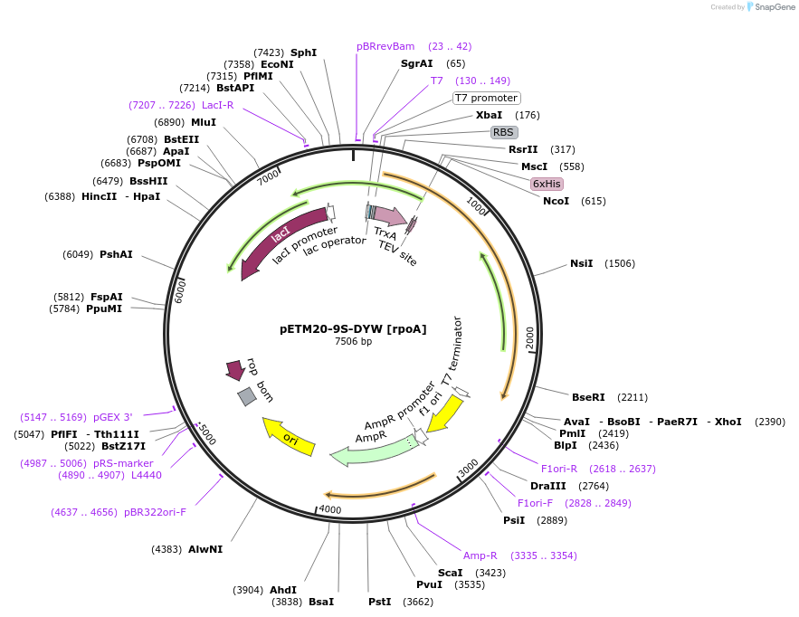 176220-plasmid-map-sequence-id-353268