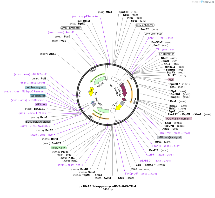 145766-plasmid-map-sequence-id-353271