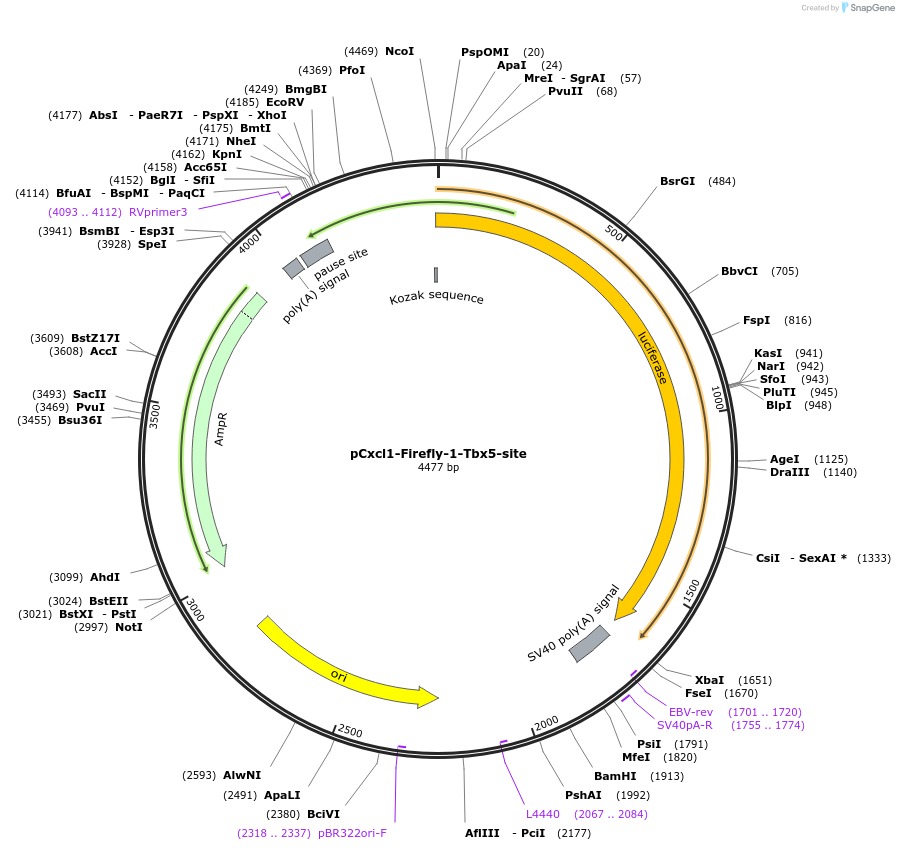 177832-plasmid-map-sequence-id-353274