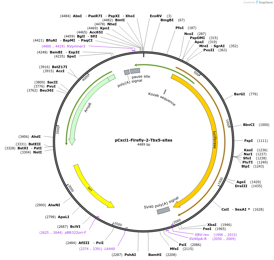 177833-plasmid-map-sequence-id-353276