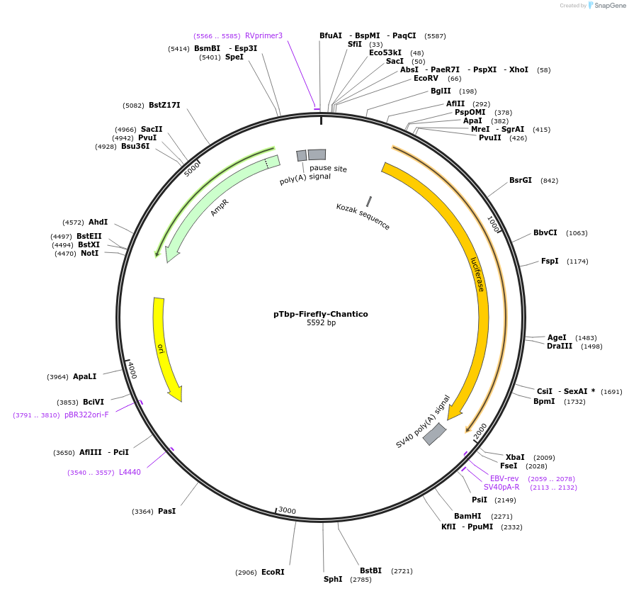177836-plasmid-map-sequence-id-353280