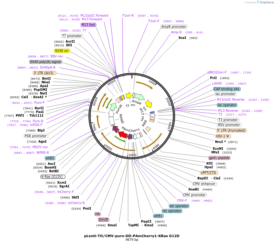 177320-plasmid-map-sequence-id-353281