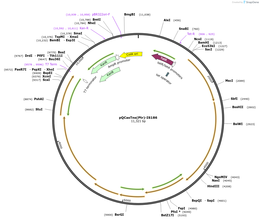 175581-plasmid-map-sequence-id-353298