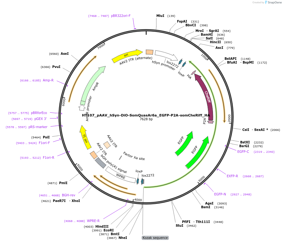 178826-plasmid-map-sequence-id-353305