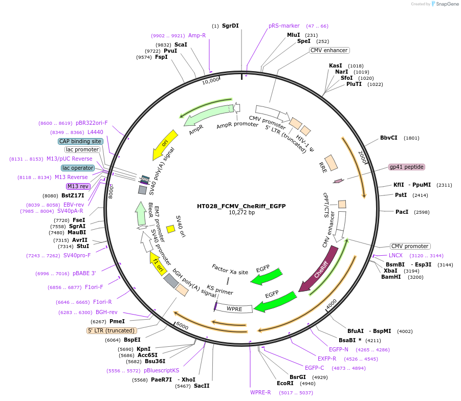 178821-plasmid-map-sequence-id-353307
