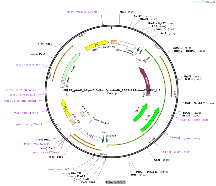 178827-plasmid-map-sequence-id-353308