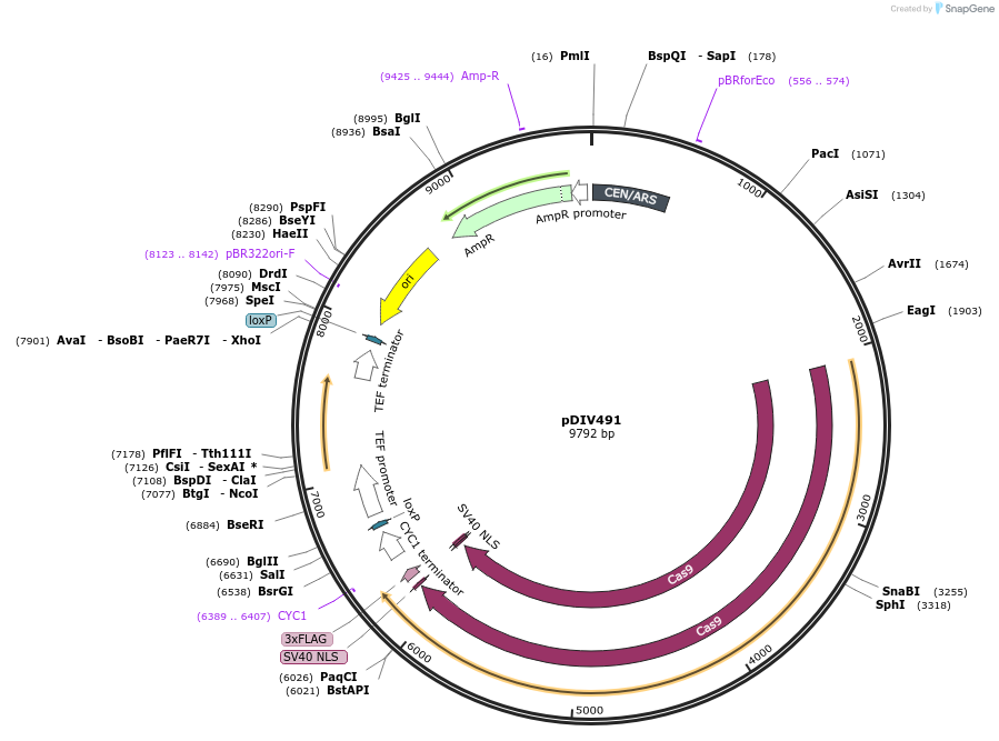 177699-plasmid-map-sequence-id-353309