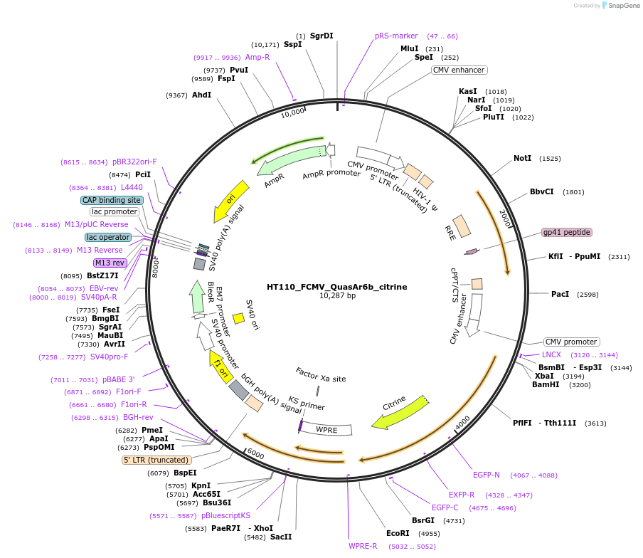 178823-plasmid-map-sequence-id-353315