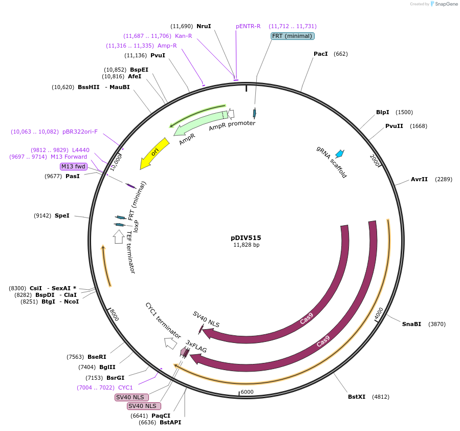 177703-plasmid-map-sequence-id-353317