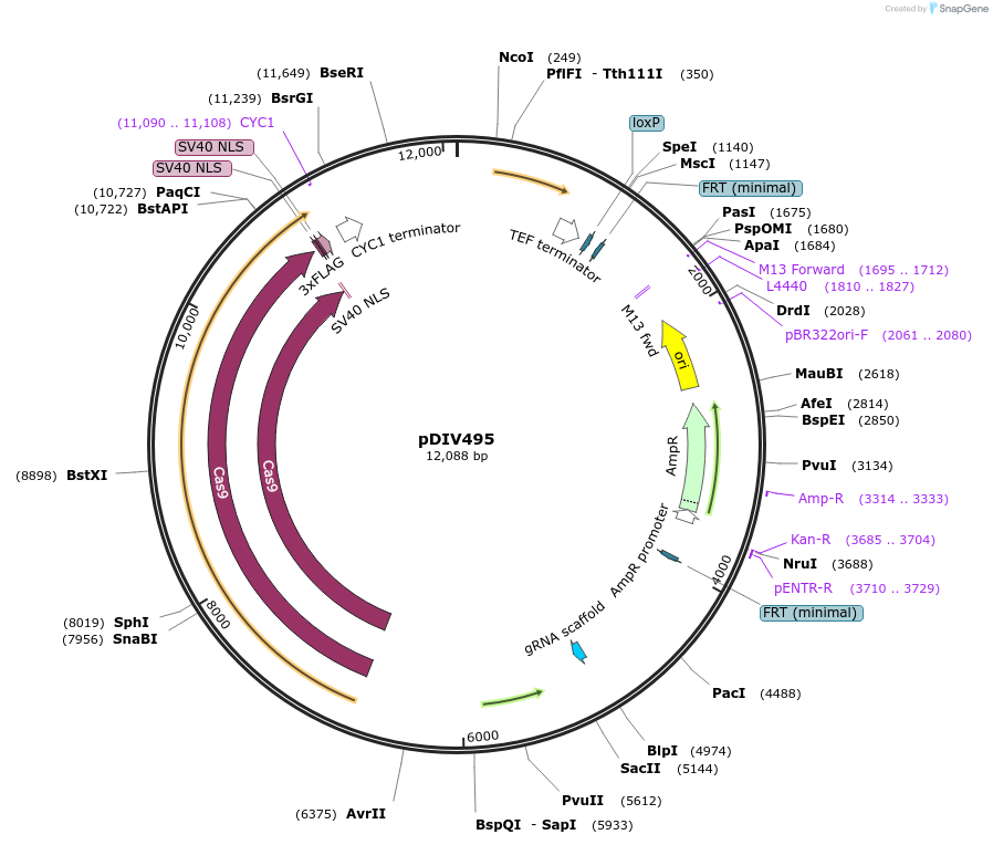 177702-plasmid-map-sequence-id-353319
