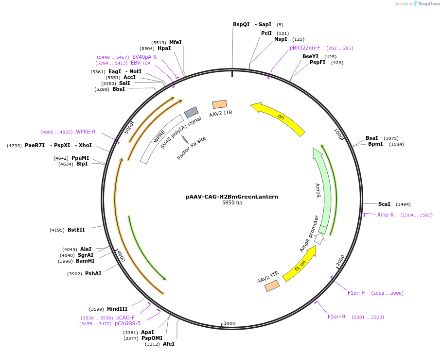 177332-plasmid-map-sequence-id-353323