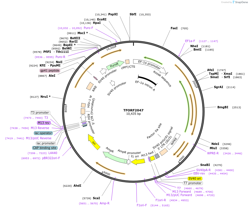 144402-plasmid-map-sequence-id-353326