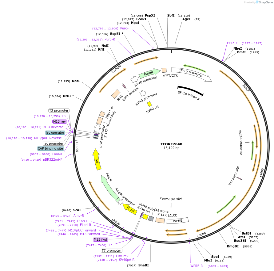 144406-plasmid-map-sequence-id-353329