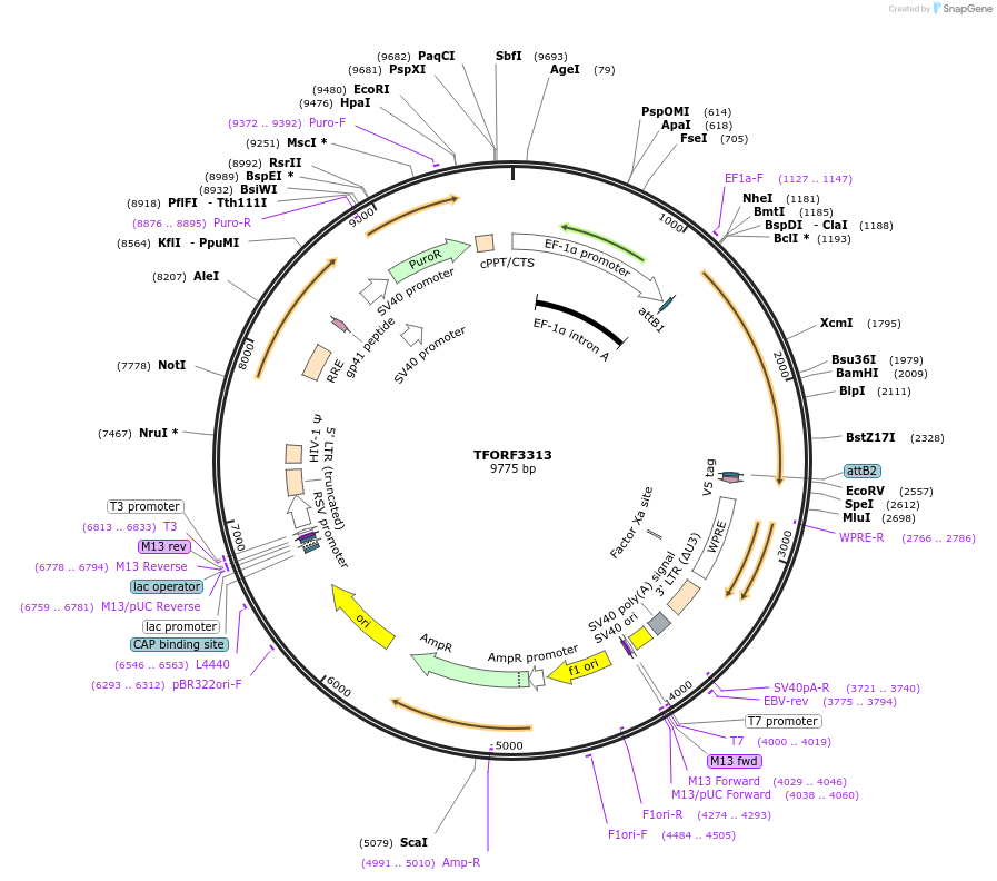 144789-plasmid-map-sequence-id-353333