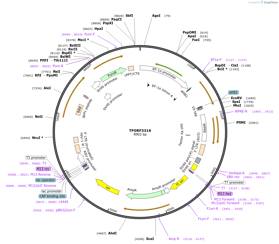 144792-plasmid-map-sequence-id-353334