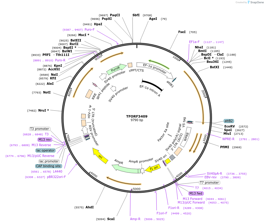 144885-plasmid-map-sequence-id-353335